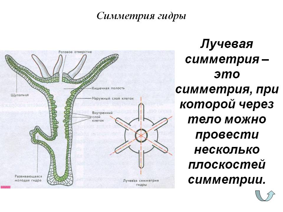 Кракен даркнет вход